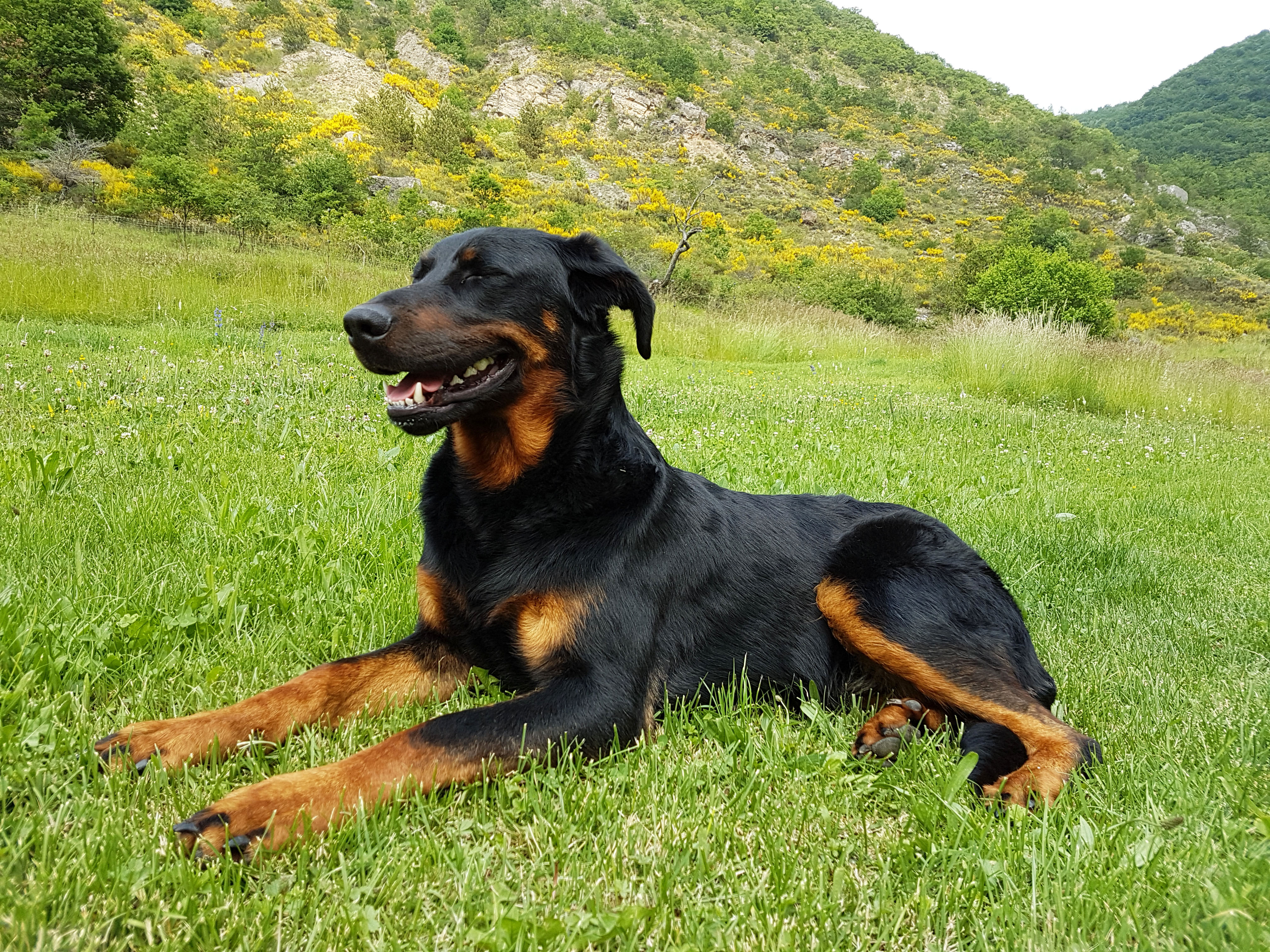  domainedelalicorne.fr photo chien beauceron photo chiot beauceron Elevage de beauceron chiot beauceron pure race élevage du clos de la licorne elevage des gardiens de la licorne elevage beauceron noir et feu authentique gros gabarits élevage de Beauceron familial sérieux et qualité domainedelalicorne.fr suivi des chiots conseil d’éducation chiot propre bas rouge santé caractère spécialiste du beauceron noir et feu ou arlequin chien rustique berger de France  nos chiots sont élevés avec amour et attention notre passion au service de la qualité Beauceron de qualité et sportif domaine de la licorne 04380 BARRAS élevage en liberté éleveur berger de beauce élevage de beauceron de travail 06 11 20 51 93 site domainedelalicorne.fr mail domainedelalicorne@gmail.com